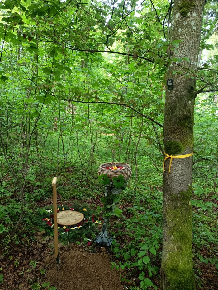 Baumgrabstelle Baumgrabstelle im Friedwald