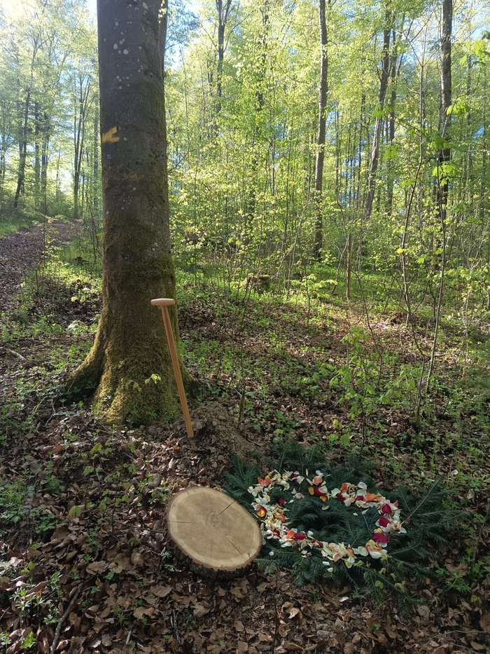Baumgrabstelle im Friedwald Baumgrabstelle im Friedwald