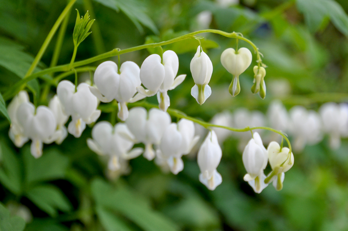 Blüten Blüten