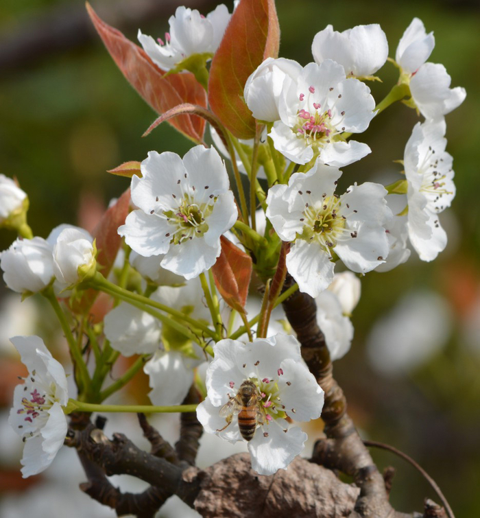 Kirschblüte
