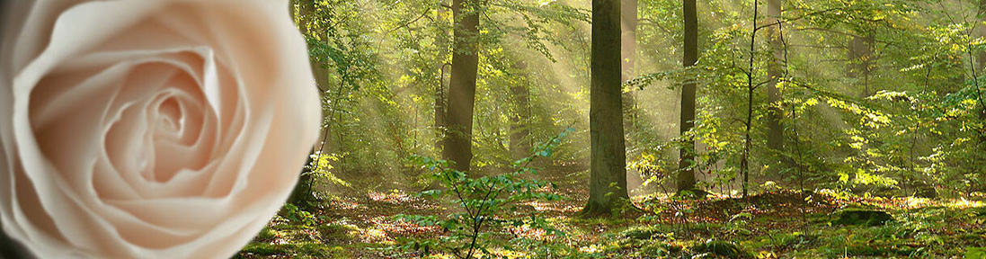 Schmuckbild Startseite